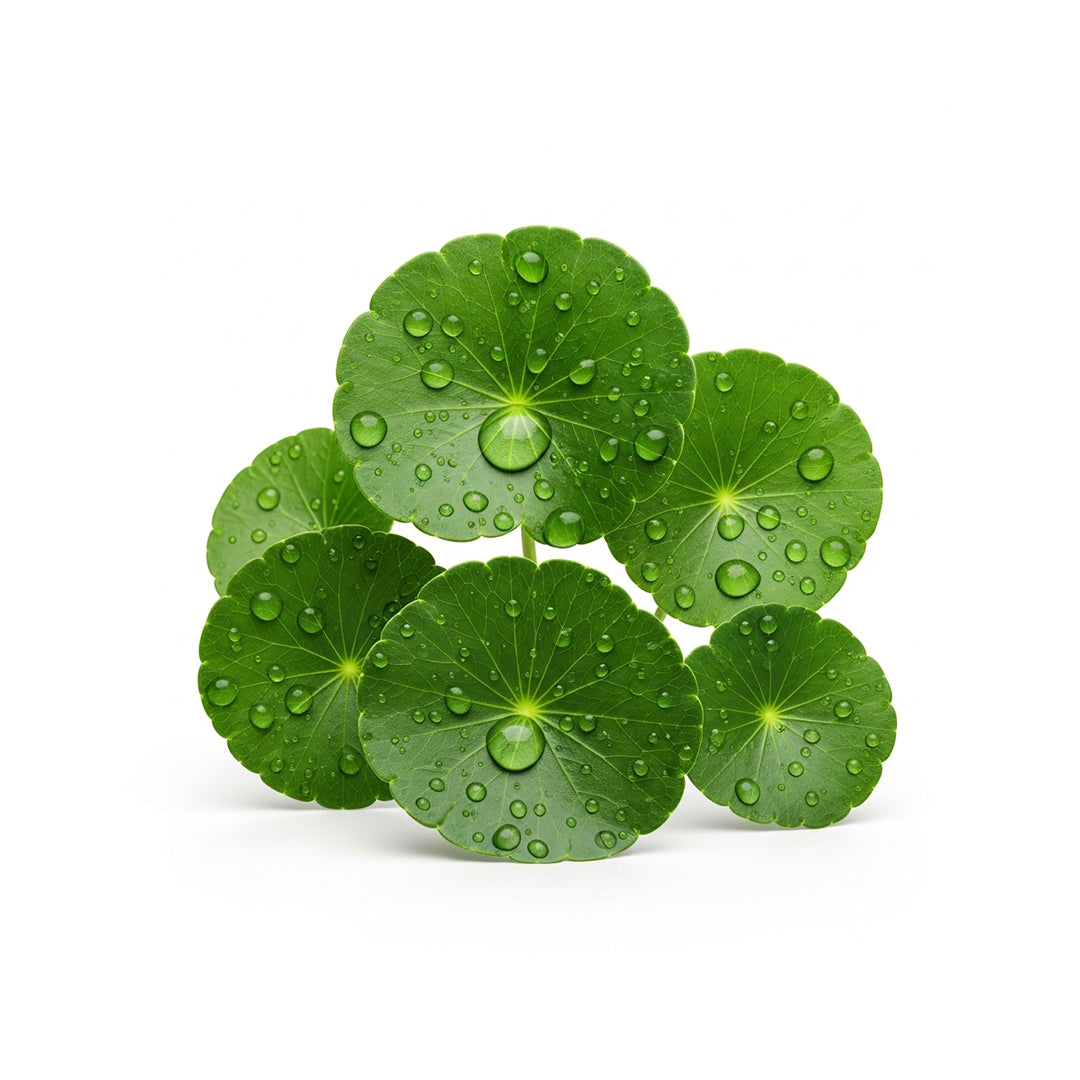 Centella Asiatica